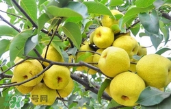 冬天吃梨子太冰怎么辦？冬天怎么吃梨子不冰？