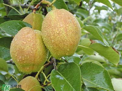 來(lái)月經(jīng)可以吃香梨嗎？月經(jīng)期間可以吃香梨嗎？