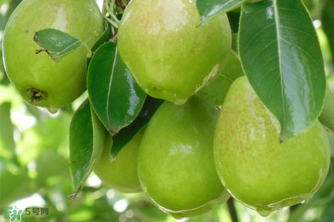 香梨的皮能吃嗎？香梨皮的好處