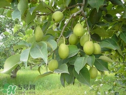 香梨的皮能吃嗎？香梨皮的好處