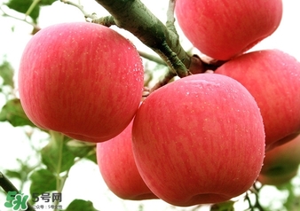 冬天蘋果太涼怎么吃？冬天蘋果太涼怎么給寶寶吃？