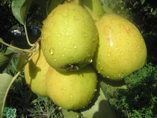 香梨表面的蠟怎么去除？如何去除香梨表面的蠟？