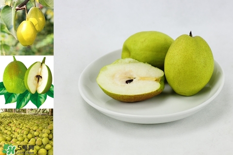 黃香梨好吃還是綠香梨？香梨什么樣的好？