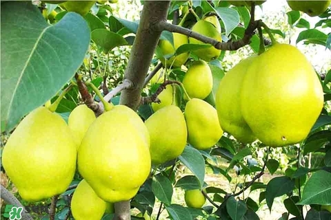 黃香梨好吃還是綠香梨？香梨什么樣的好？