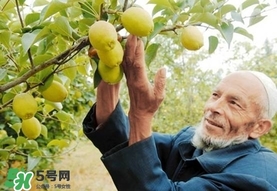 香梨吃多了會怎樣？香梨一天可以吃幾個？