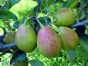 香梨吃多了會怎樣？香梨一天可以吃幾個？