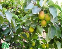 黃香梨好吃還是綠香梨？香梨什么樣的好？