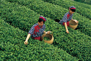 茶葉如何保存才能不變質(zhì),茶葉怎么保存好 茶葉如何保存才能不變質(zhì),茶葉怎么保存好
