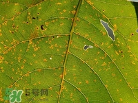 桑葉可以降血糖嗎?桑葉怎么用能降血糖 桑葉可以降血糖嗎?桑葉怎么用能降血糖