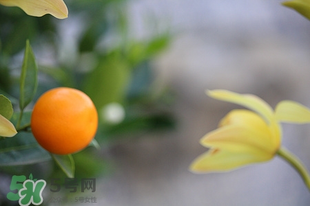 糖尿病人可以吃蘆柑嗎?吃蘆柑好嗎 糖尿病人可以吃蘆柑嗎?吃蘆柑好嗎