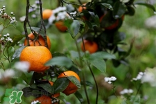 睡前能吃橘子嗎？晚上吃橘子好嗎？