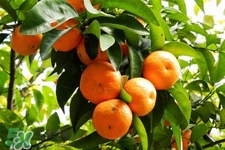 刷牙后吃橘子發(fā)苦正常嗎？刷牙后吃橘子為什么是苦的？