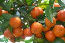 橘子變綠能不能吃？橘子變綠了還可以吃嗎？