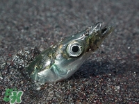 孕婦可以吃銀魚嗎?孕婦吃銀魚的好處 孕婦可以吃銀魚嗎?孕婦吃銀魚的好處