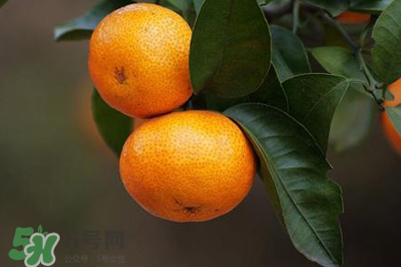 橘子能用溫水泡嗎？用溫水泡橘子會(huì)變甜嗎？