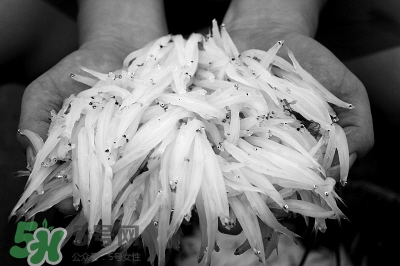 銀魚可以冷凍嗎?冷凍小銀魚怎么做好吃 銀魚可以冷凍嗎?冷凍小銀魚怎么做好吃