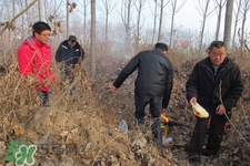 正月可以掃墓嗎？正月能不能上墳？