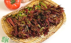 糖尿病人能吃香椿嗎?吃香椿的禁忌 糖尿病人能吃香椿嗎?吃香椿的禁忌