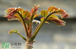 糖尿病人能吃香椿嗎?吃香椿的禁忌 糖尿病人能吃香椿嗎?吃香椿的禁忌