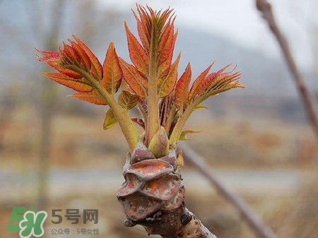 糖尿病人能吃香椿嗎?吃香椿的禁忌 糖尿病人能吃香椿嗎?吃香椿的禁忌