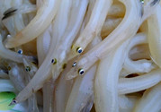 銀魚不能和什么一起吃?吃銀魚禁忌