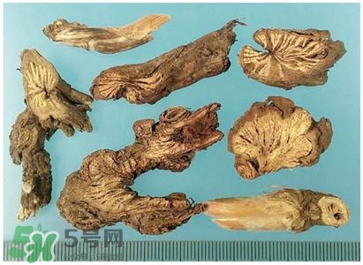 漏蘆的功效與作用及禁忌 中藥漏蘆的功效與作用 漏蘆的功效與作用及禁忌 中藥漏蘆的功效與作用