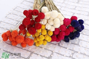 千日紅的功效與作用及食用方法 千日紅的作用及禁忌 千日紅的功效與作用及食用方法 千日紅的作用及禁忌