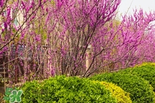 春天養(yǎng)生吃什么粥好？春季養(yǎng)生粥品有哪些？