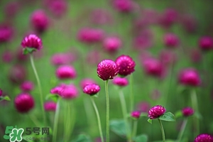 千日紅的功效與作用及食用方法 千日紅的作用及禁忌 千日紅的功效與作用及食用方法 千日紅的作用及禁忌