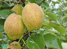 香梨怎么保存？香梨可以放冰箱嗎？