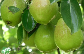 香梨怎么保存？香梨可以放冰箱嗎？