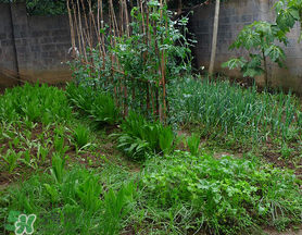 立春種什么菜？立春后種什么菜？