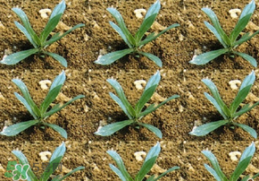 立春種什么菜？立春后種什么菜？