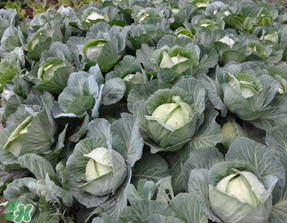 立春種什么菜？立春后種什么菜？