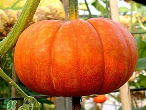 立春為什么吃南瓜？立春后能吃南瓜嗎？