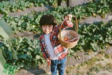 摘草莓要帶什么？摘草莓要準(zhǔn)備哪些東西？