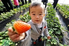 剛摘的草莓可以吃嗎？剛摘的草莓不洗能吃嗎？