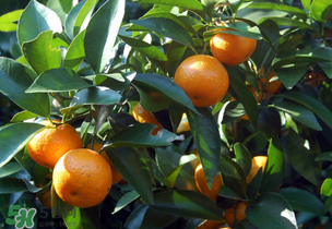 沙糖桔多少錢一斤？沙糖桔多少錢一斤2017？