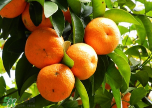 沙糖桔多少錢一斤？沙糖桔多少錢一斤2017？