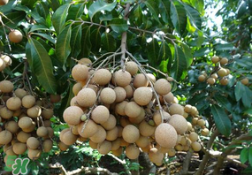 龍眼可以放冰箱嗎？龍眼可以放冰箱怎么保存？