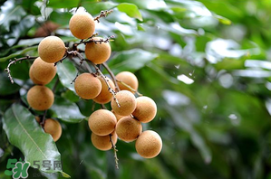 龍眼一天吃多少合適？每天吃幾個(gè)龍眼合適？