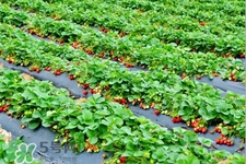 摘草莓是什么季節(jié)？幾月份可以摘草莓？