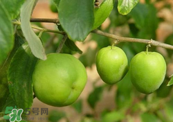 吃青棗會拉肚子嗎？拉肚子可以吃青棗嗎？