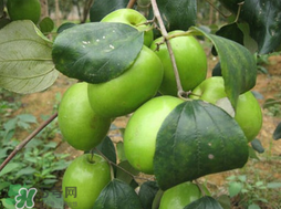 吃青棗會拉肚子嗎？拉肚子可以吃青棗嗎？