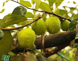 來月經(jīng)可以吃青棗嗎？月經(jīng)可以吃青棗嗎？