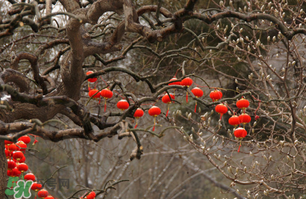 立春后種什么花？立春時開的花有哪些？
