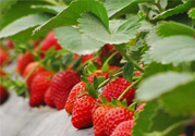 摘草莓是什么季節(jié)？幾月份可以摘草莓？