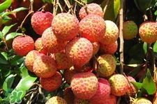 吃荔枝會(huì)酒駕嗎？為什么吃荔枝會(huì)酒駕？