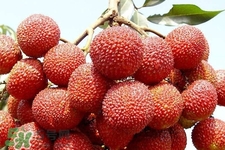 吃荔枝會(huì)酒駕嗎？為什么吃荔枝會(huì)酒駕？