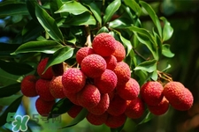 初春有荔枝吃嗎？立春后有荔枝吃嗎？